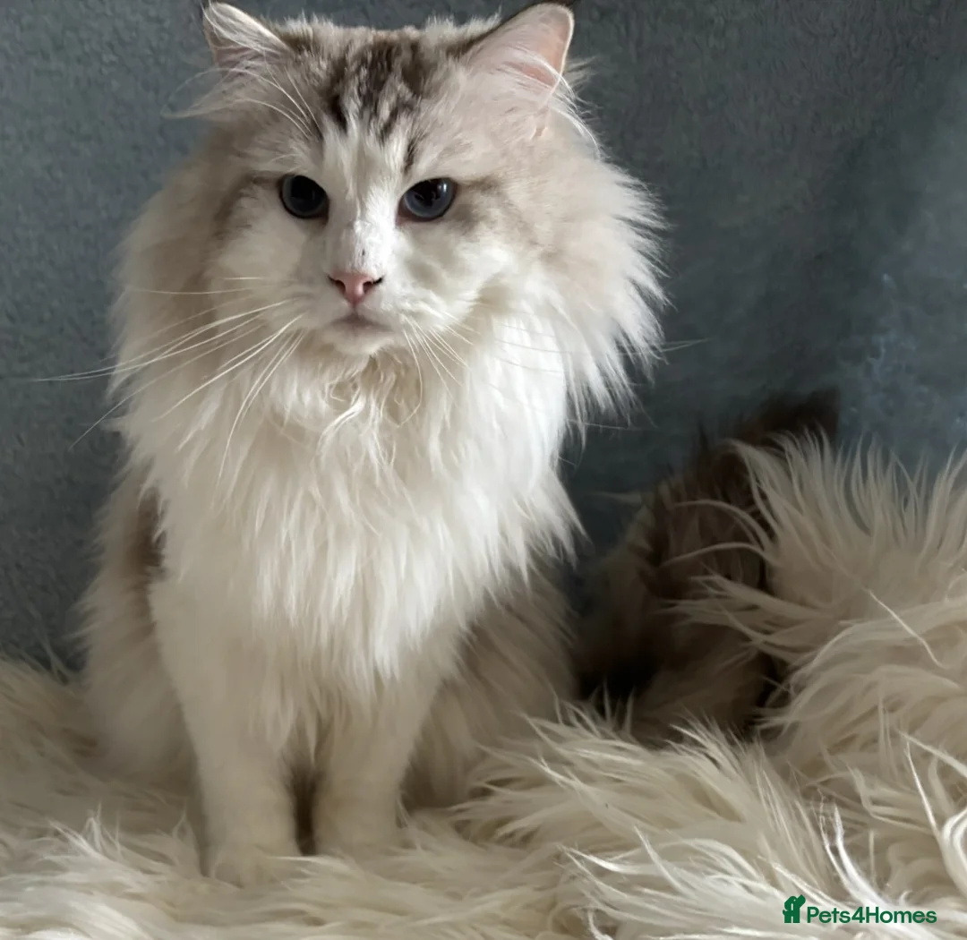 Ragdoll cats for sale: Stunning Ragdoll Male - Active Register - Advert 1