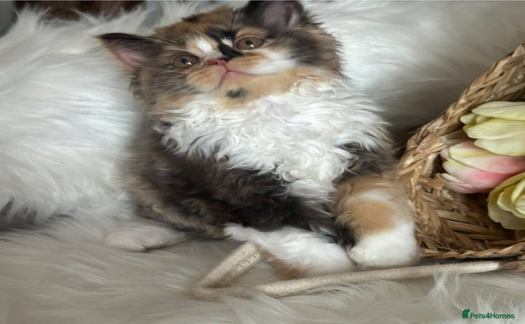 British Shorthair cats - Advert 14