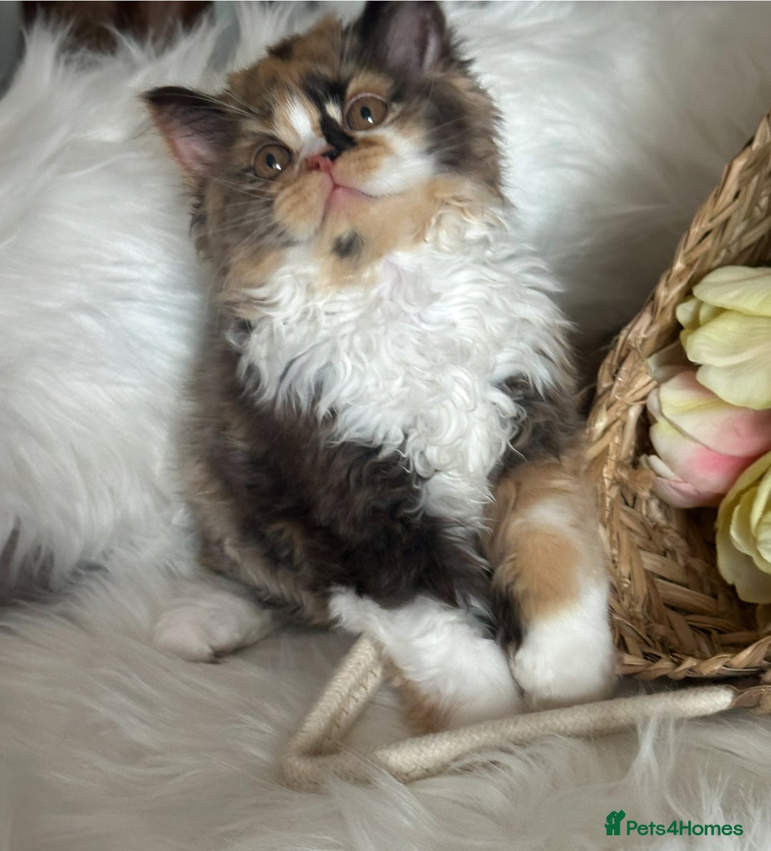 British Shorthair cats for sale: Beautiful Show Quality BLH Dollie ❤️❤️❤️ - Image 1