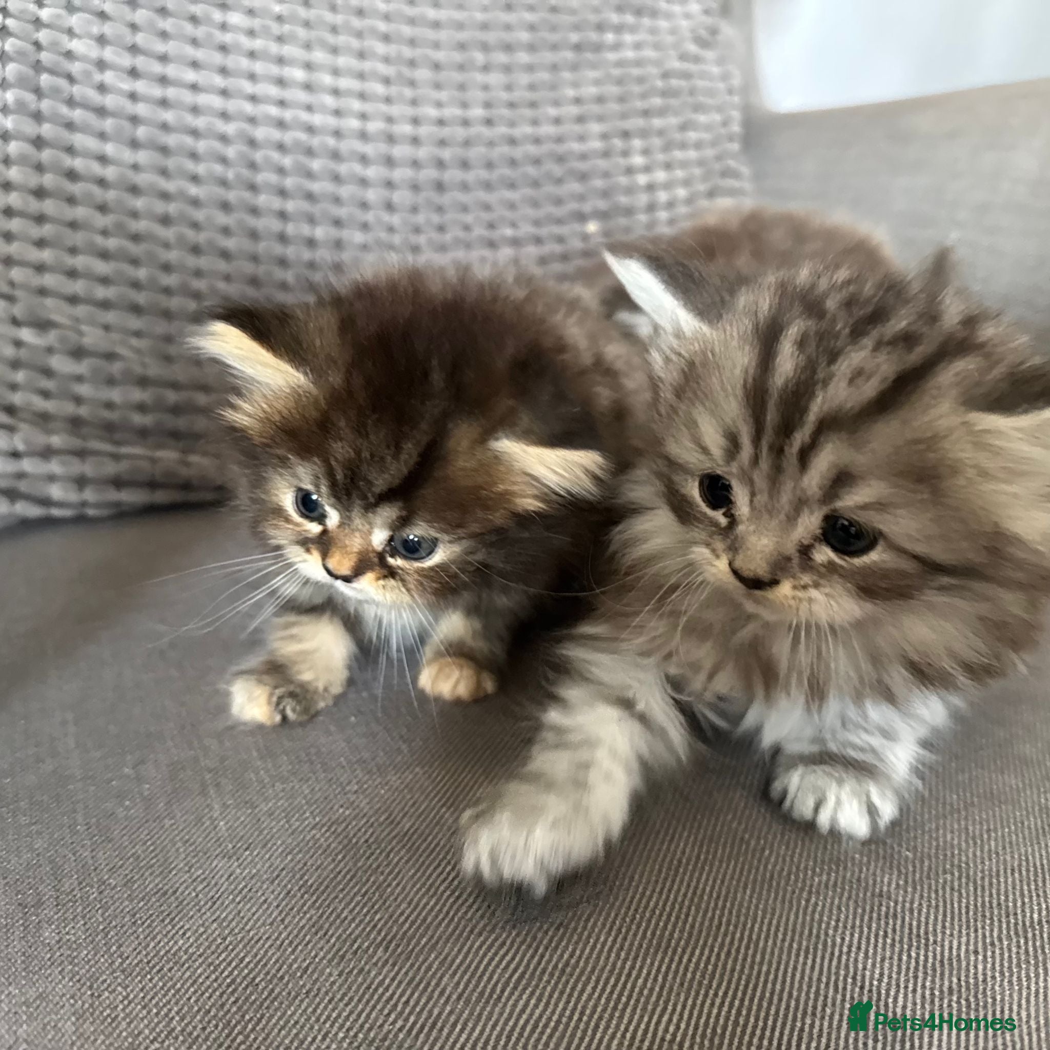 Persian cats 3 Cute Persian Kittens available Ready To Leave! - Advert 8
