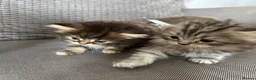 Persian cats for sale: 3 Cute Persian Kittens available Ready To Leave! in London - Advert 1
