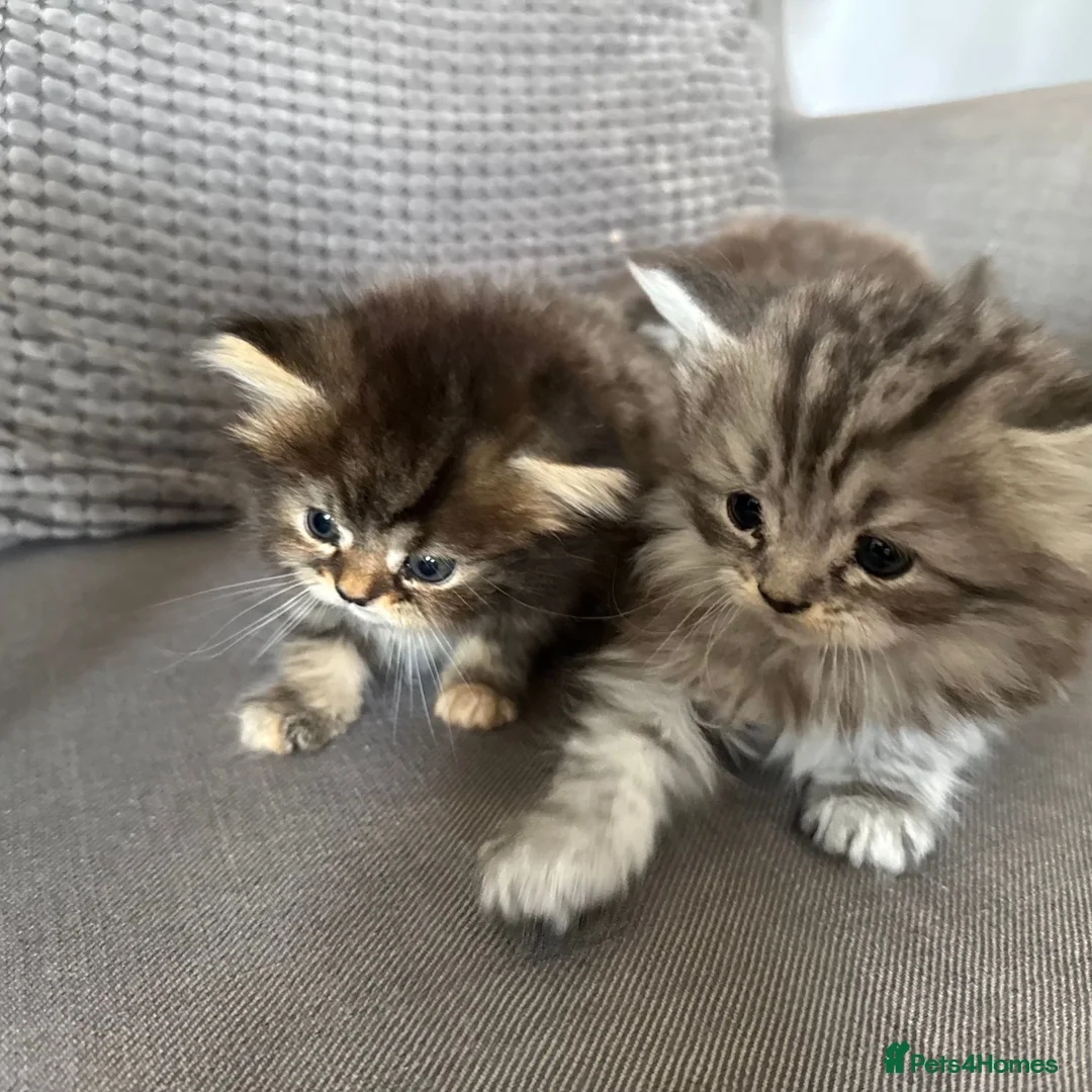Persian cats for sale: 3 Cute Persian Kittens available Ready To Leave! in London - Advert 1