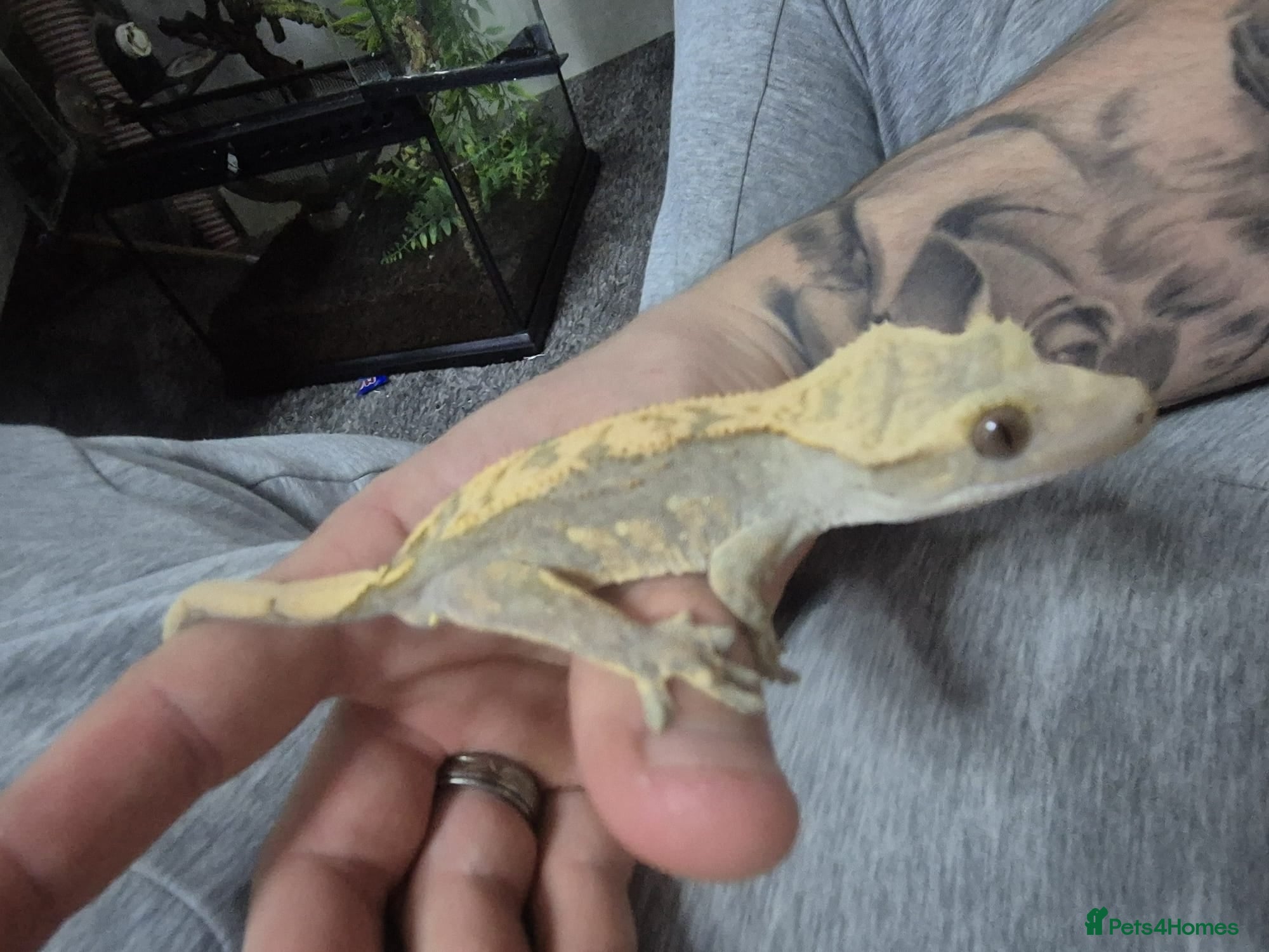Gecko reptiles Male Crested Gecko Plus Exo Terra - Advert 6
