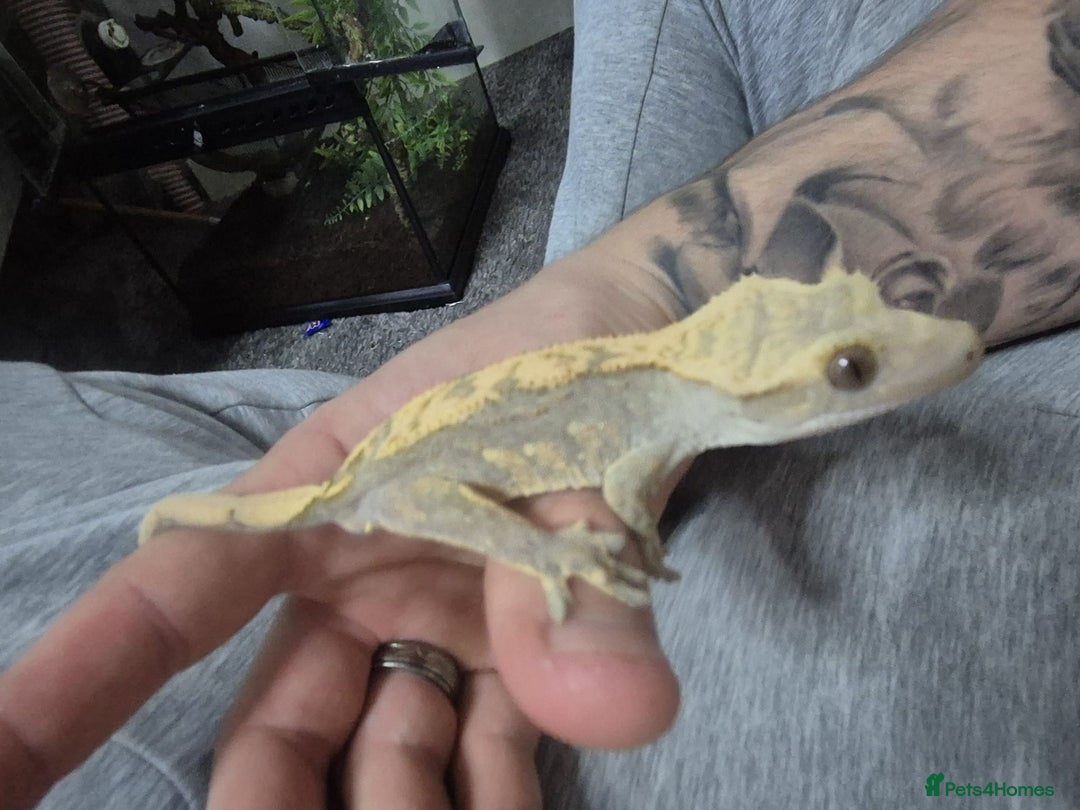 Gecko reptiles for sale: Male Crested Gecko Plus Exo Terra - Advert 1