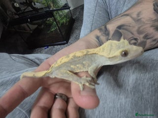 Gecko reptiles Male Crested Gecko Plus Exo Terra - Advert 1