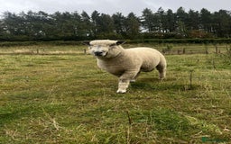 Sheep livestock for sale: Pure bred Ryeland tup - Image 1