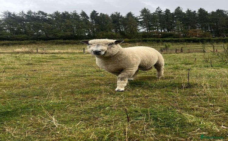 Sheep livestock - Advert 2