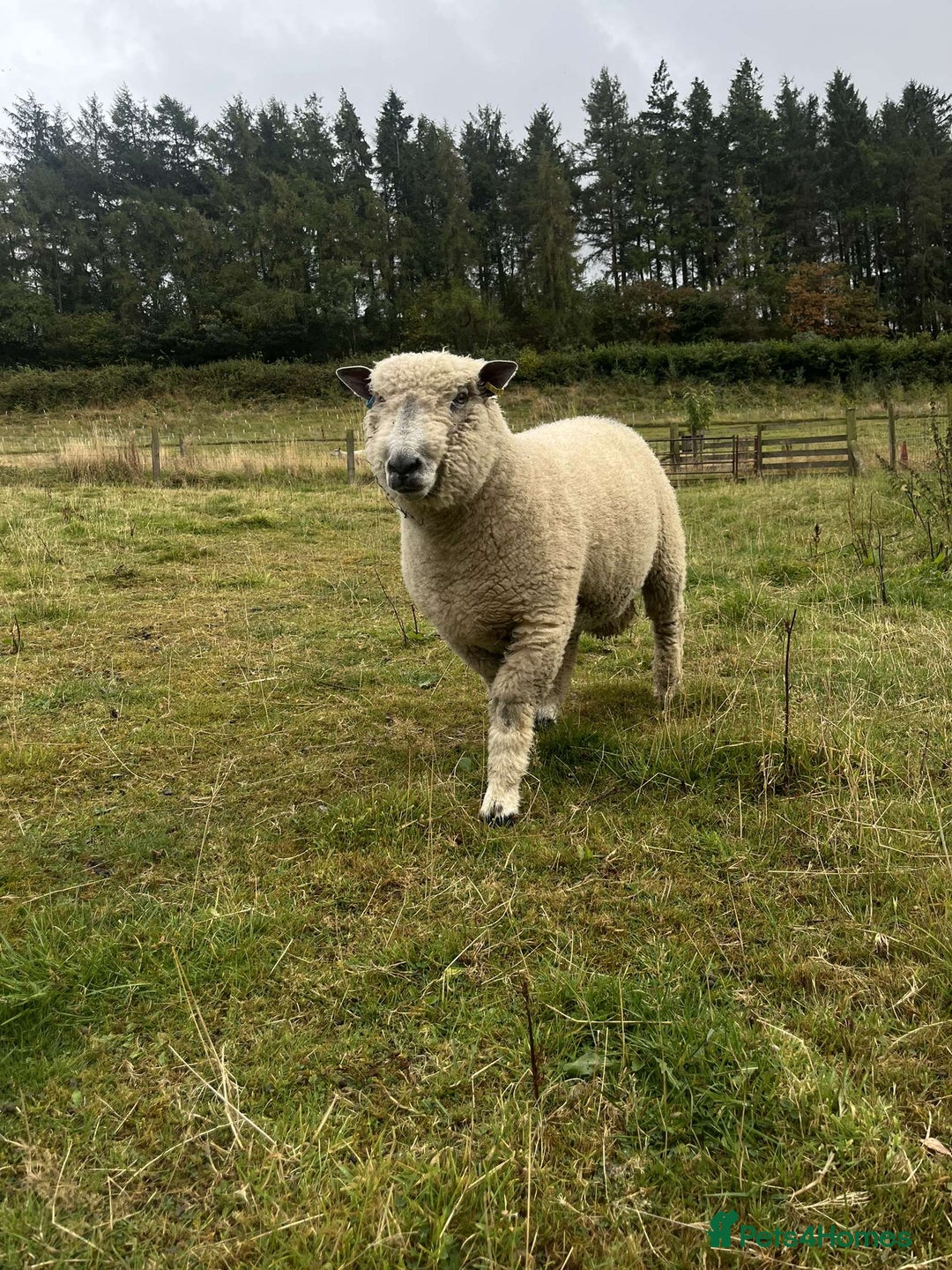 Sheep livestock for sale: Pure bred Ryeland tup - Image 1