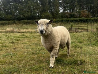Sheep livestock - Advert 17