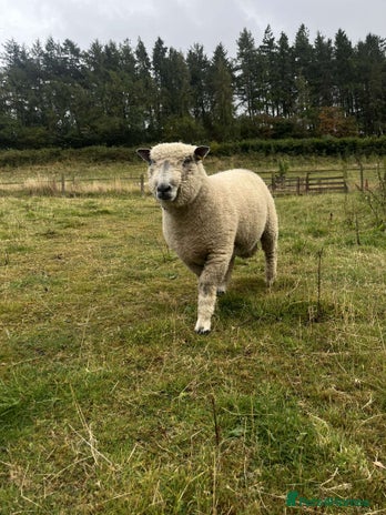 Sheep livestock - Advert 11