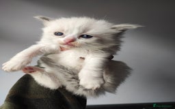 Ragdoll cats for sale: Beautiful ragdolls  - Image 2