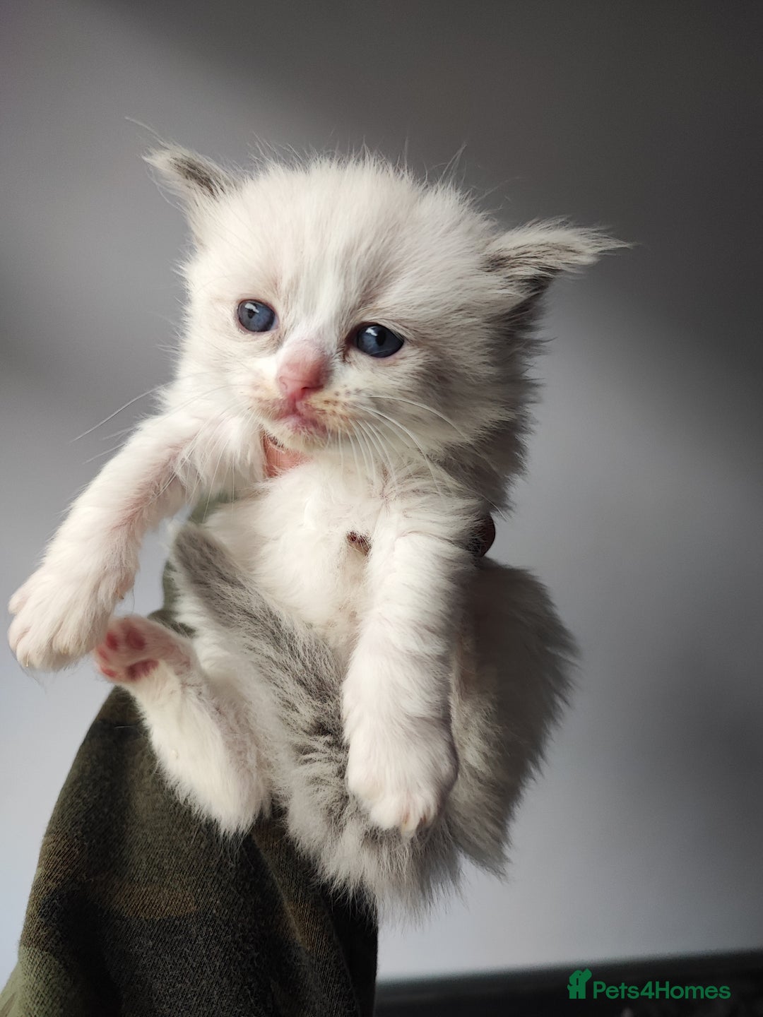 Ragdoll cats for sale: Beautiful ragdolls  - Image 2