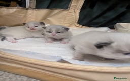 Ragdoll cats for sale: ragdoll kittens (only 1 boy left main picture) - Image 4