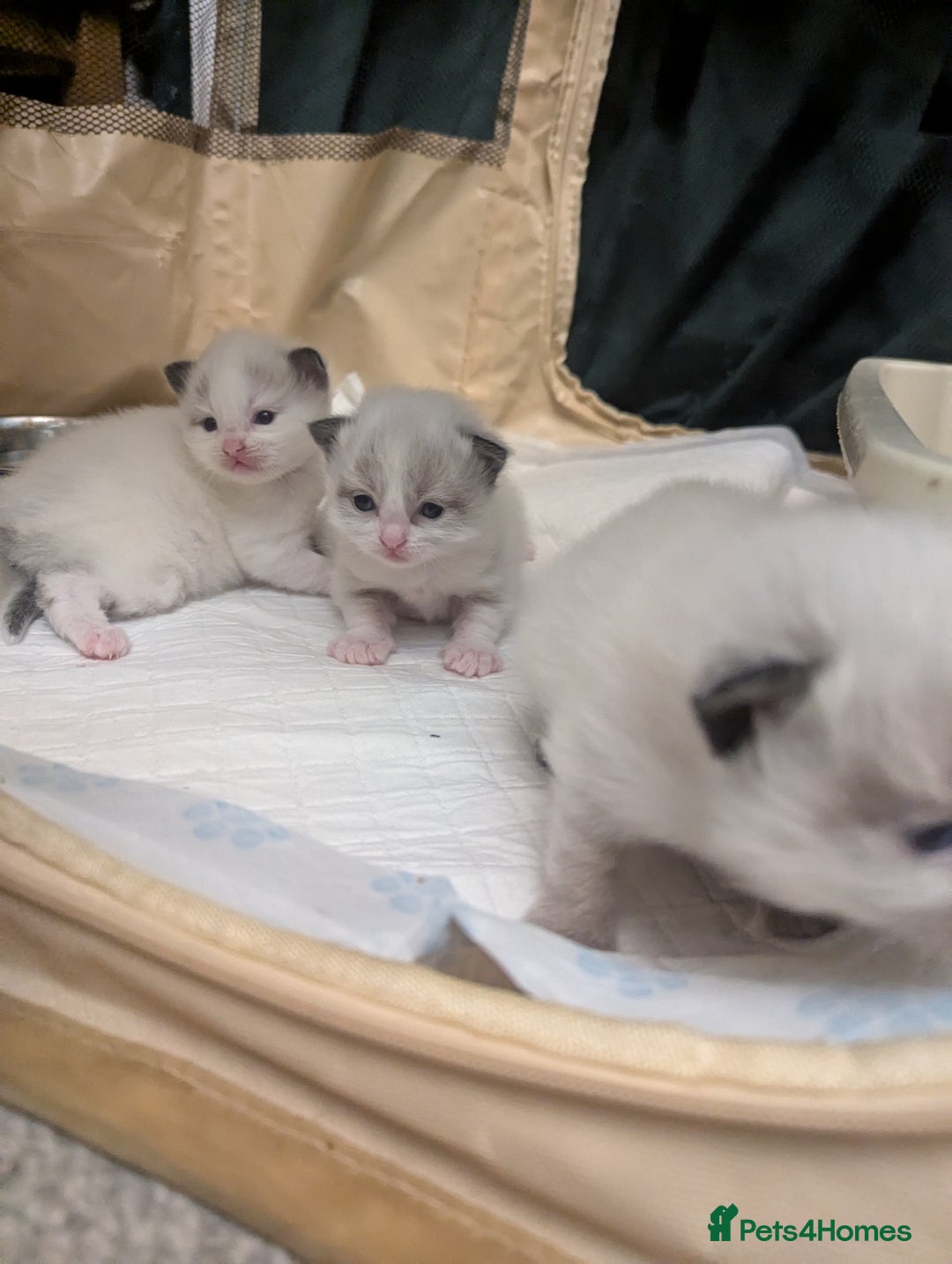Ragdoll cats for sale: ragdoll kittens (only 1 boy left main picture) - Image 4
