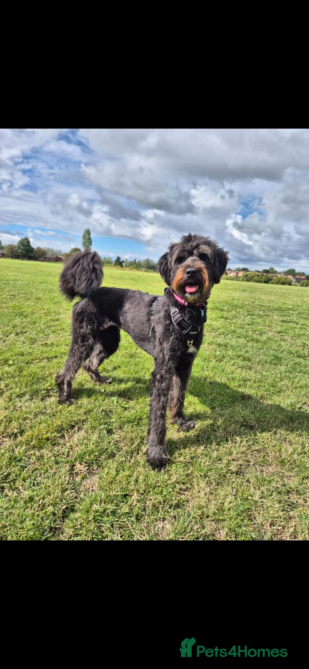Mixed Breed dogs for sale: Beautiful 2 yrs girl rescued from kill shelter  in Hebburn - Advert 5