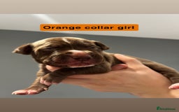 Mixed Breed dogs for sale: Staffy mix pups  - Image 18
