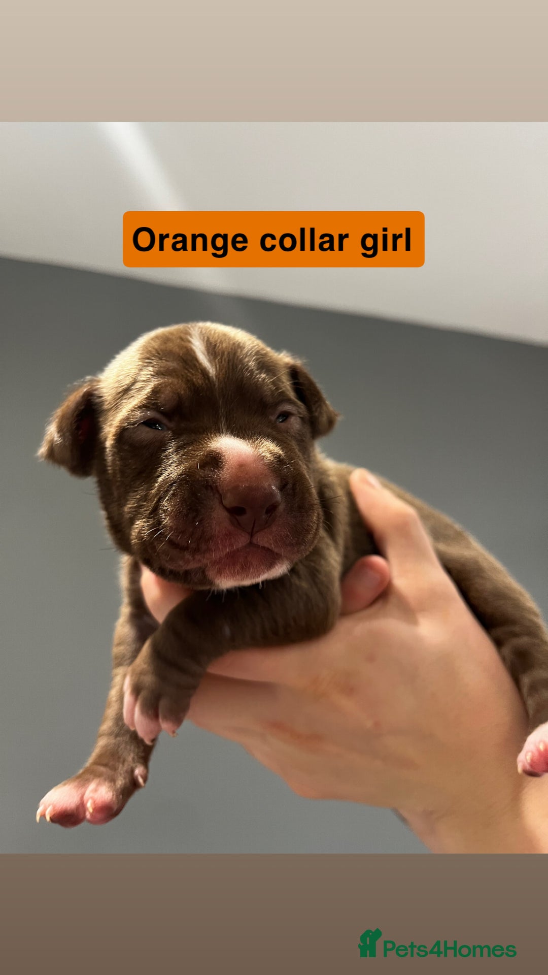 Mixed Breed dogs for sale: Staffy mix pups  - Image 18