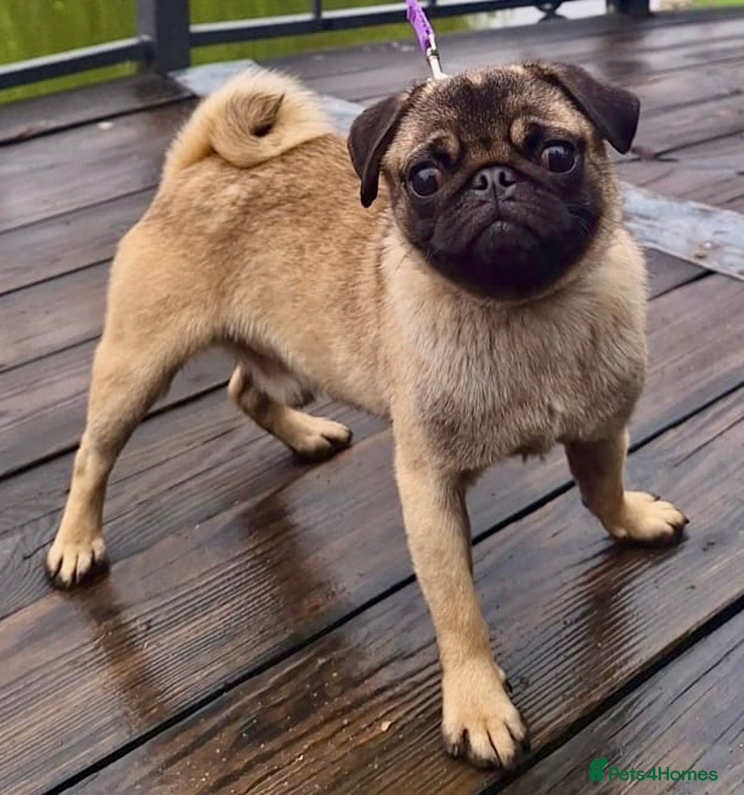Pug dogs for adoption: Benny & Tofu: Caged, Forgotten, But Not Broken - Image 3