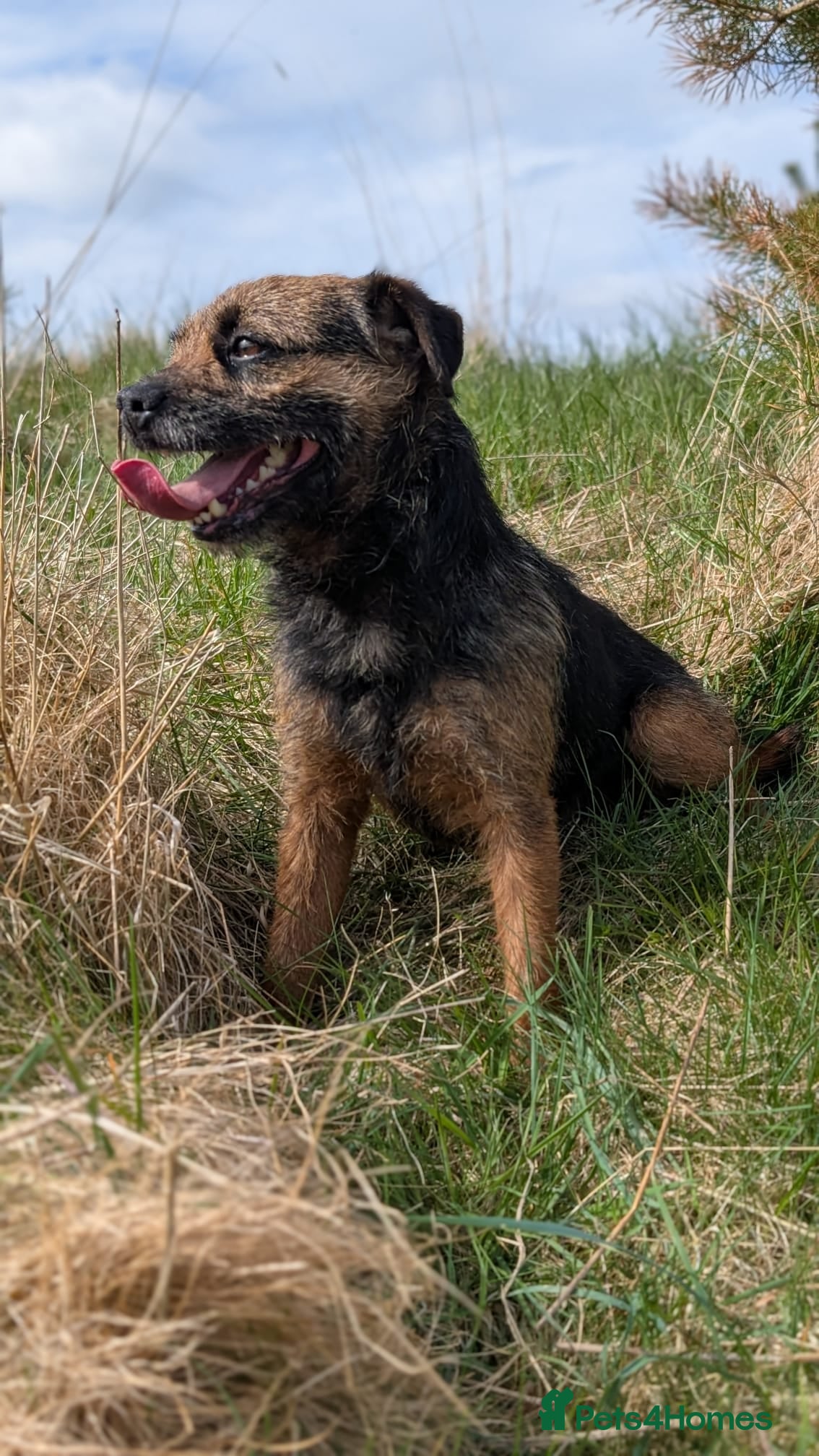 Border Terrier dogs Foxbrock Little Blue Monday (Brad) - Advert 1