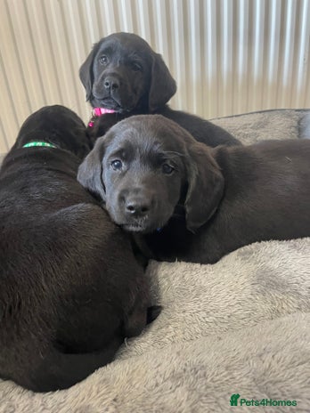 Springador Dogs Breed - Information, Temperament, Size & Price | Pets4Homes