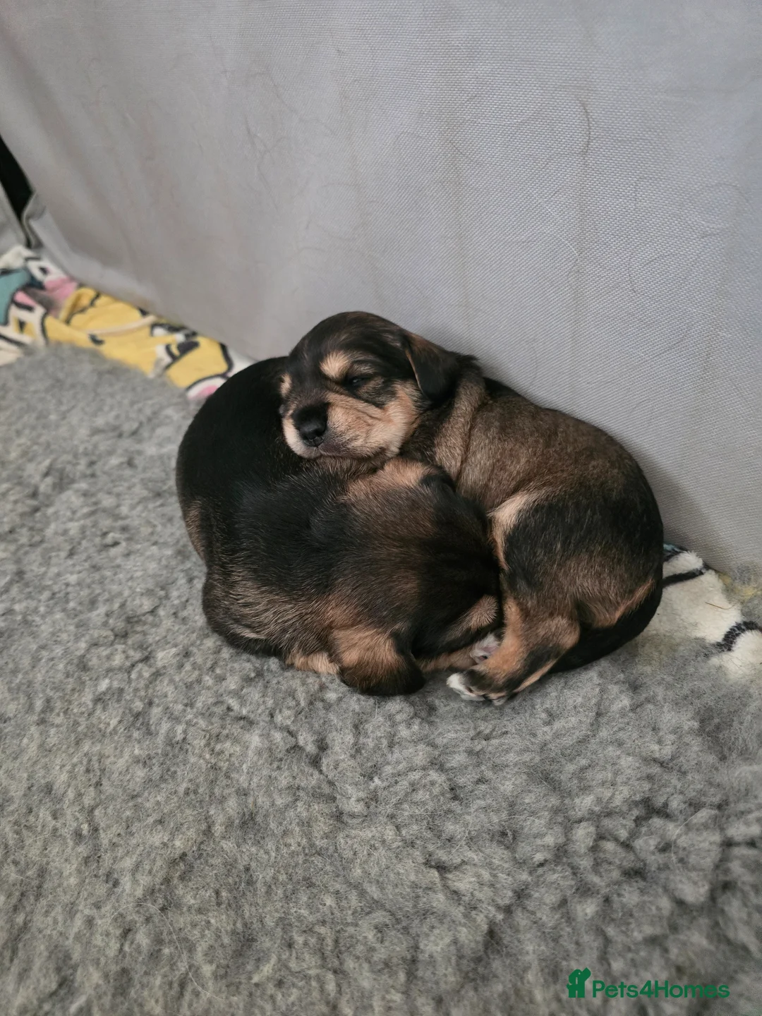 Mixed Breed dogs for sale: Miniature king schnauzers - Advert 2