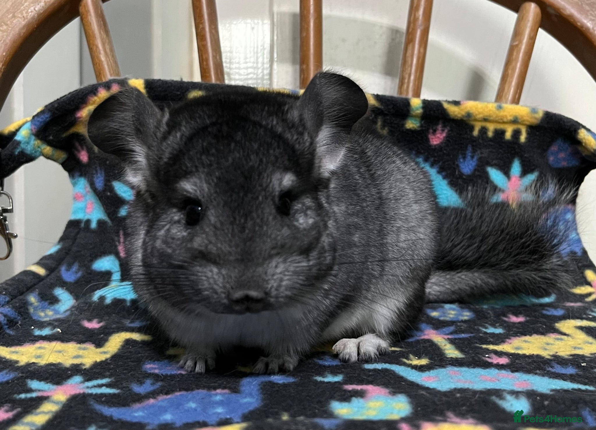 Chinchilla rodents Black Velvet, Beige and Grey males - Advert 10