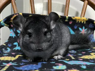 Chinchilla rodents Black Velvet, Beige and Grey males - Advert 10