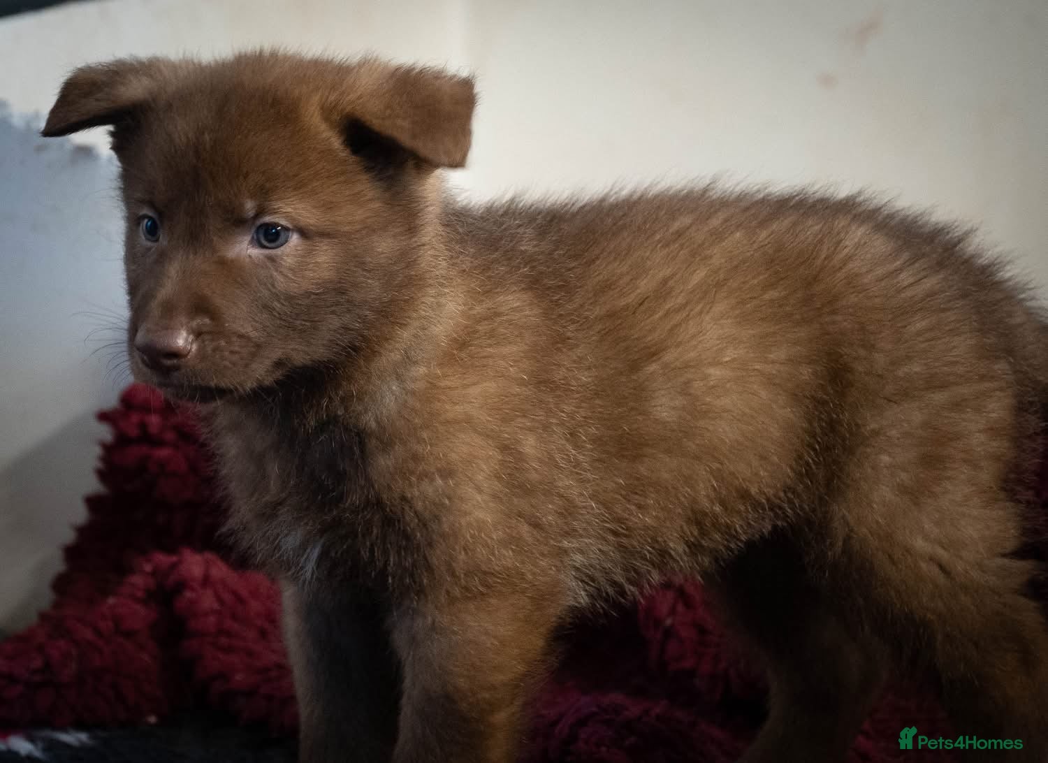 German Shepherd dogs Extensively Health Tested Puppies 🐾 - Advert 4