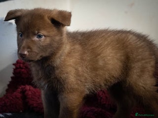 German Shepherd dogs Extensively Health Tested Puppies 🐾 - Advert 2