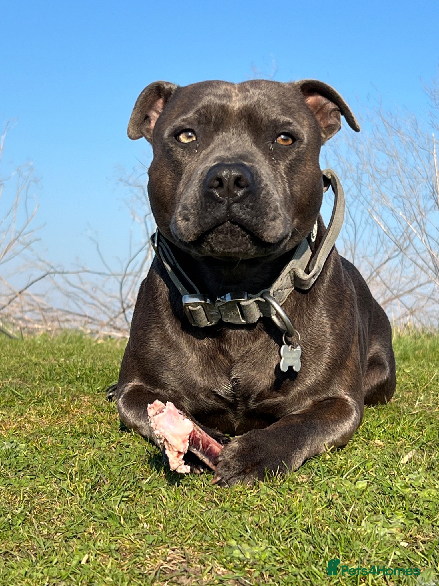 Staffordshire Bull Terrier dogs Staffordshire bull terrier Stud   - Advert 1