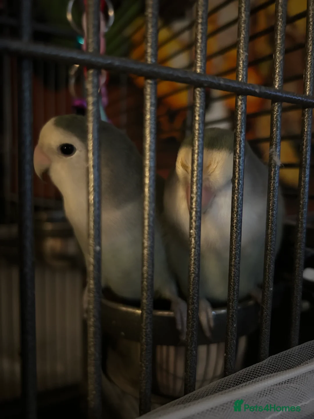 Lovebirds birds for sale: 2 BONDED LOVEBIRDS FOR SALE  - Advert 1