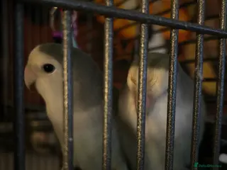 Lovebirds birds 2 BONDED LOVEBIRDS FOR SALE - Advert 15