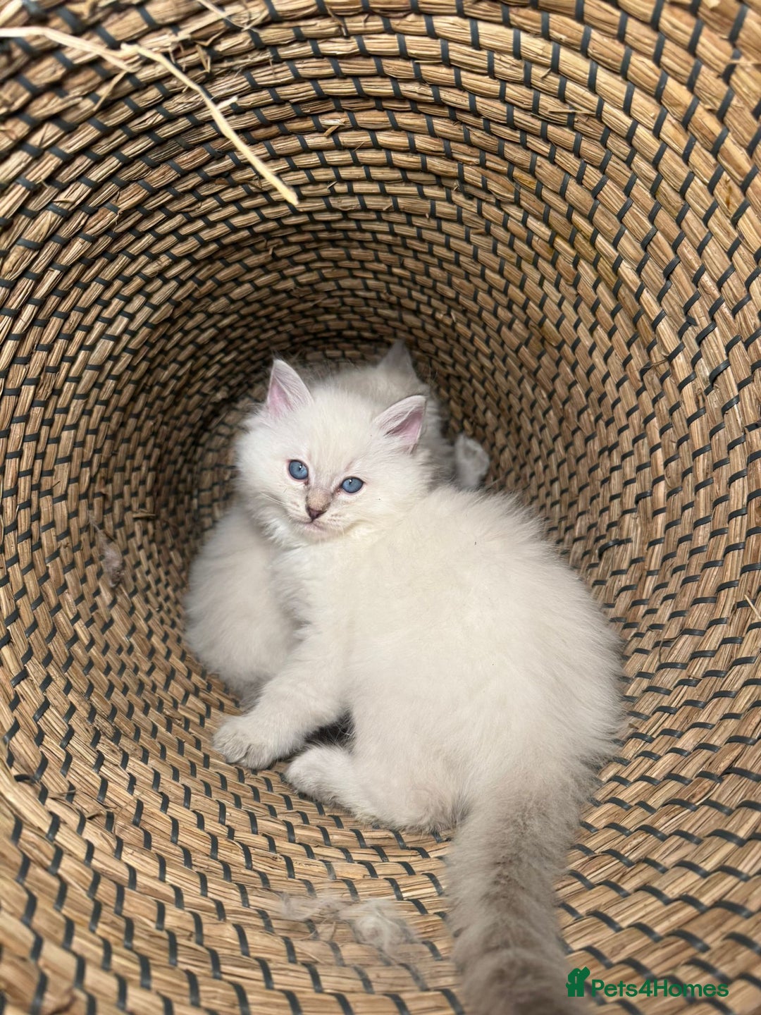 Ragdoll cats for sale: Ragdoll Chunky Boys!  - Advert 7