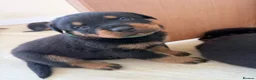 Rottweiler dogs for sale: Rottweiler pups  - Advert 8