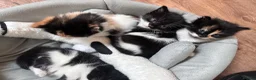 Mixed Breed cats for sale: Beautiful 8week old kittens  - Advert 31