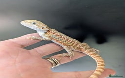 Bearded Dragon reptiles for sale: Baby Bearded Dragons ready now.  - Image 3