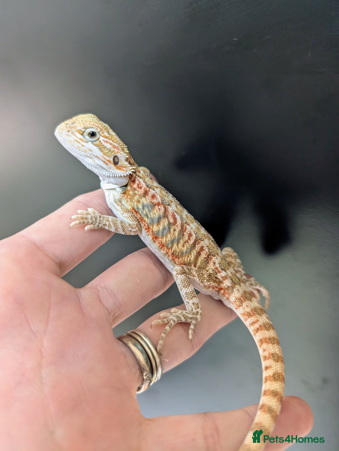 Bearded Dragon reptiles for sale: Baby Bearded Dragons ready now.  - Image 3