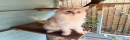 Maine Coon cats for stud: Polydactyl mainecoon stud services - Advert 5