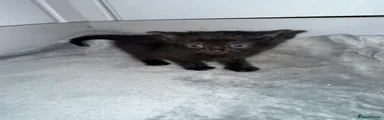 Domestic Shorthair Kitten 3