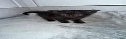Domestic Shorthair cats for sale: 6 beautiful kittens  - Advert 13