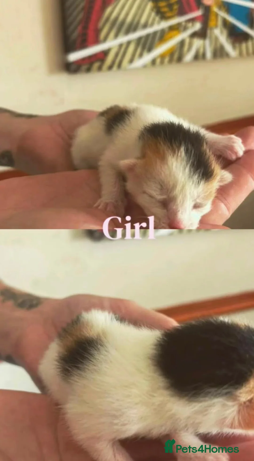 Manx cats for sale: Manx kittens  - Advert 2