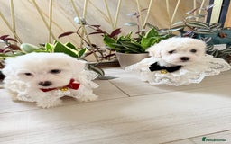 Bichon Frise dogs for sale: 🐶 Bichon Puppies – looking for loving Homes  - Image 1