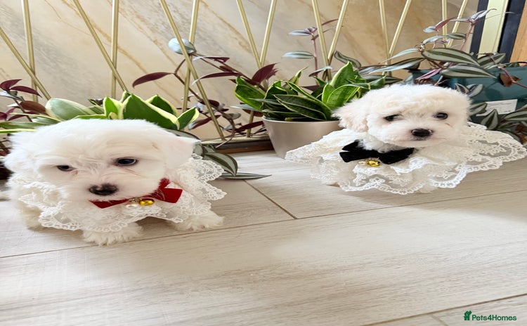 Bichon Frise dogs - Advert 3