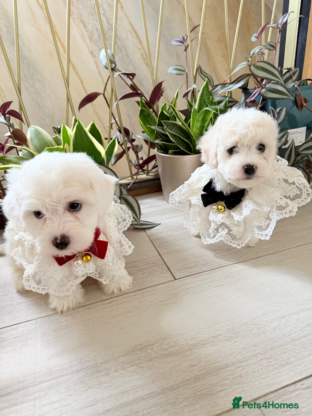 Bichon Frise dogs for sale: 🐶 Bichon Puppies – looking for loving Homes  - Image 1
