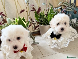 Bichon Frise dogs for sale - Advert 1