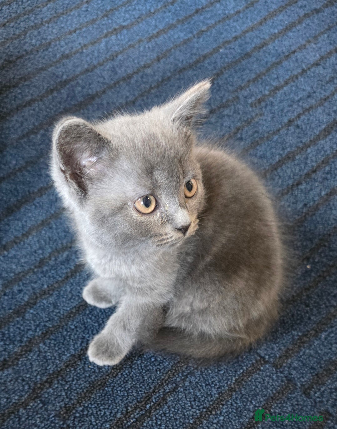 Mixed Breed cats for sale: Kitten - Image 2