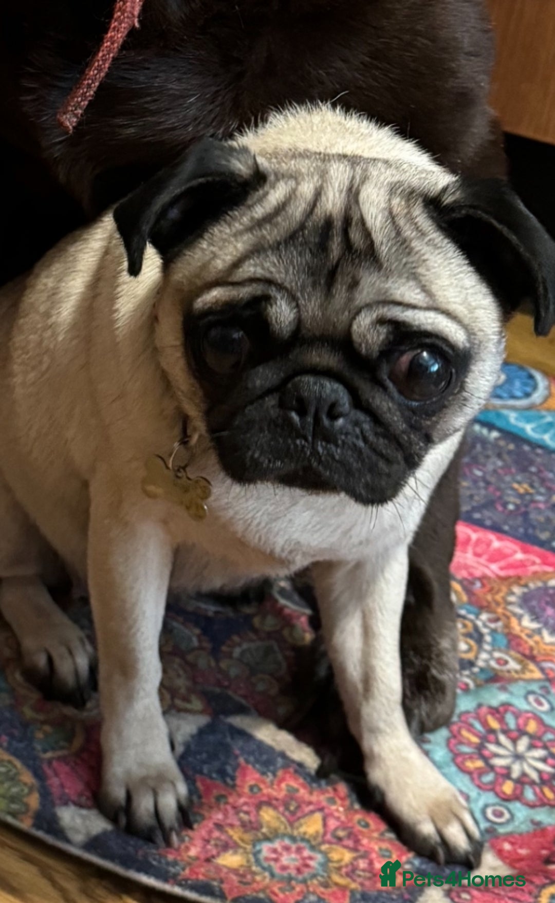 Pug dogs for sale: Loving Pug  - Advert 6