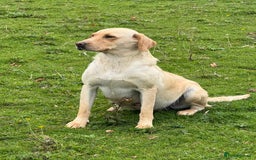 Labradoodle dogs for sale: F1 Female Merle Labradoodle - Image 6