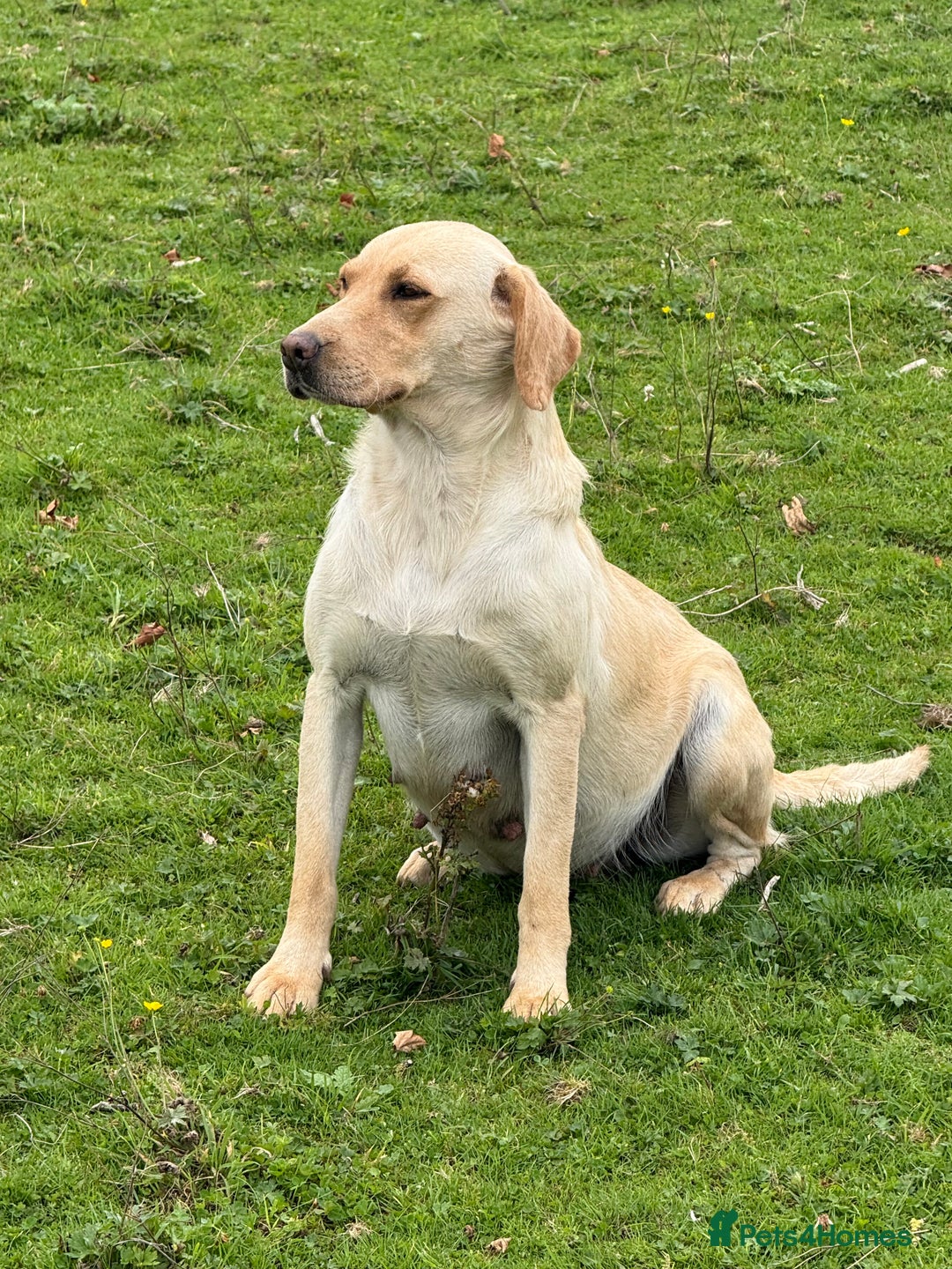 Labradoodle dogs for sale: F1 Female Merle Labradoodle - Image 6