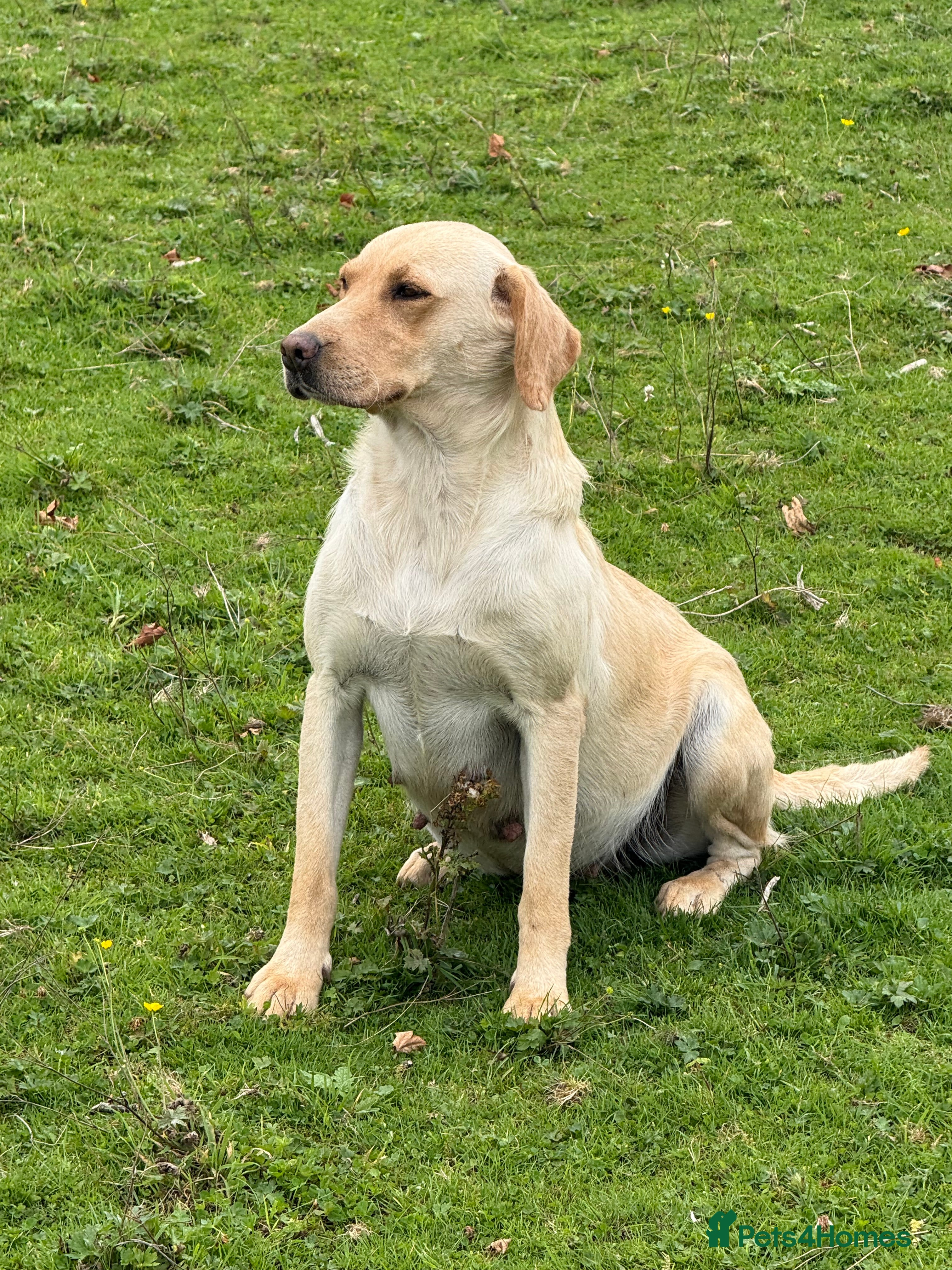 Labradoodle dogs for sale: F1 Female Merle Labradoodle - Advert 8